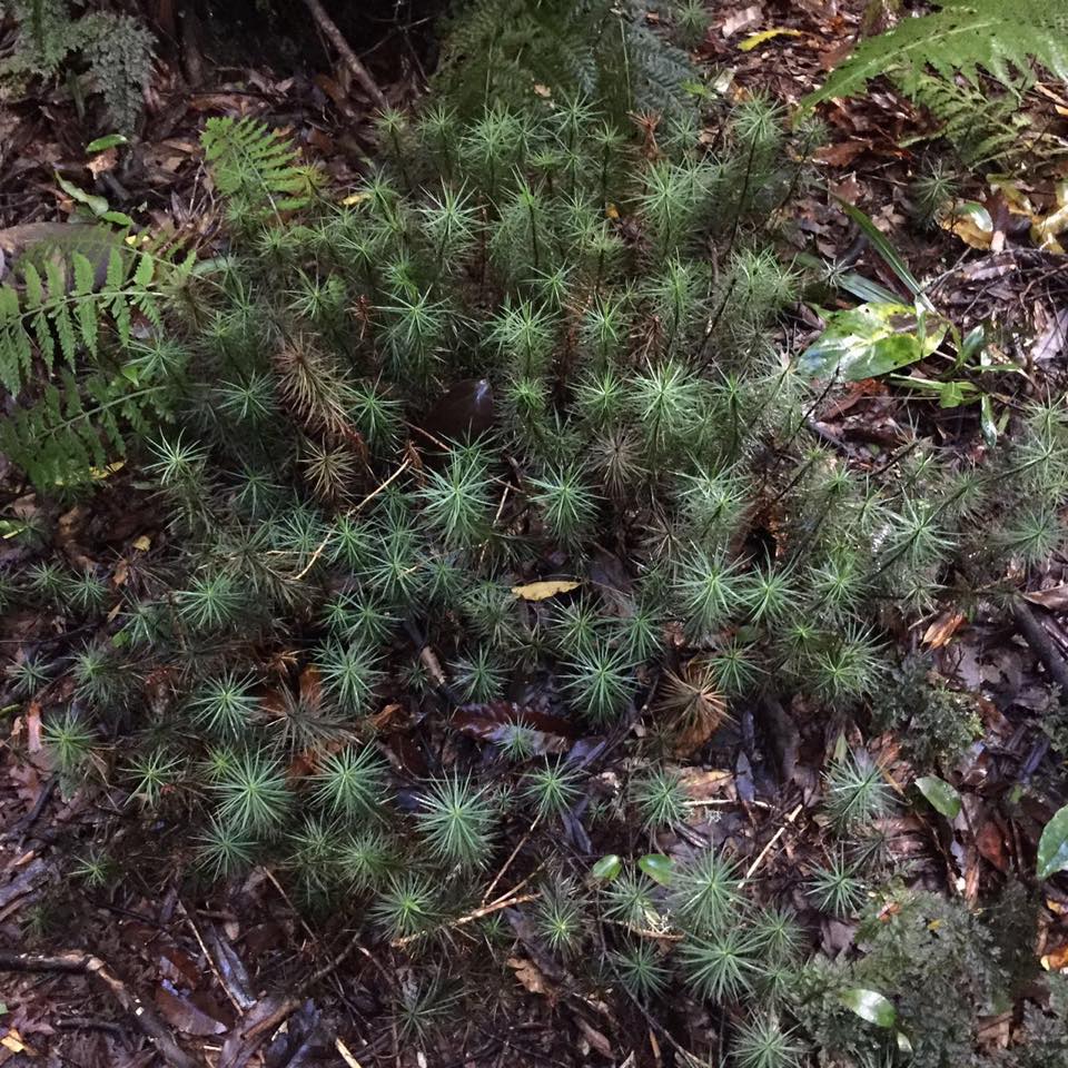 Dawsonia Superba, the world's largest moss, Mokaihaha Ecological Area. (Hua Dai)