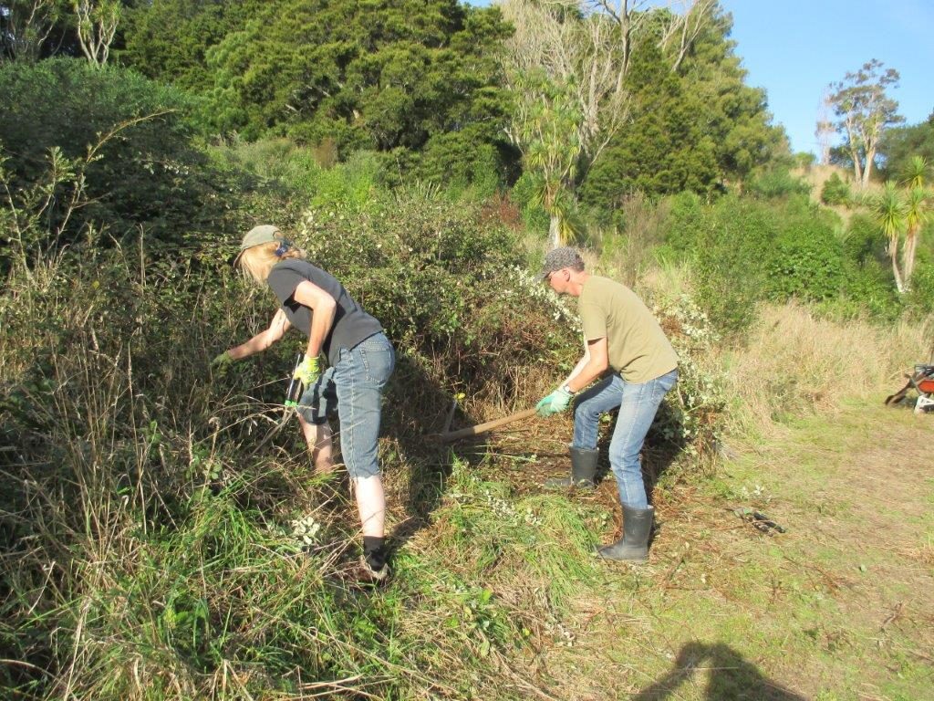 Kopua April 2016 blackberry clearing