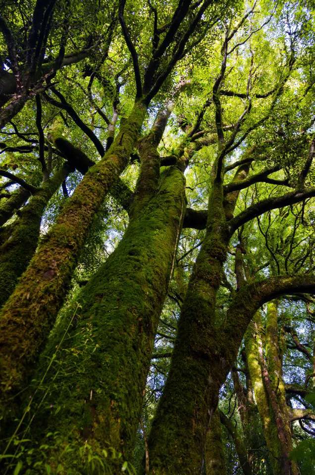 Magnificent Tawa forest in Mokaihaha Ecological Area. (Hua Dai)