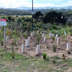 After planting at the top of the path