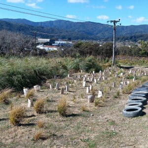 July - Planting completed