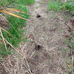 October - Deer tracks