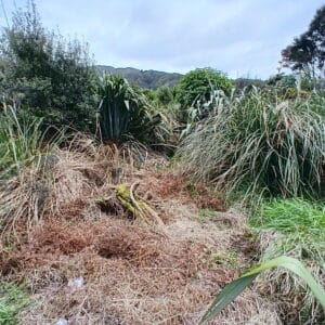 Oct - Deer resting place