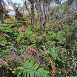 Ground ferns
