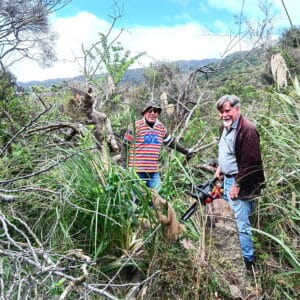 Dec - Removing a dead tree