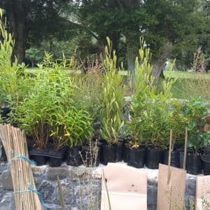 Plants from Tararua Nursery and tree protectors donated by Caroline Williams