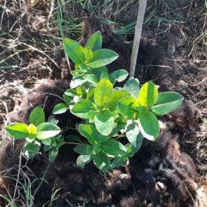 Coprosma with black wool mulch