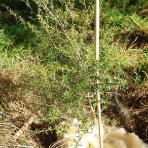 Manuka with wool mulch