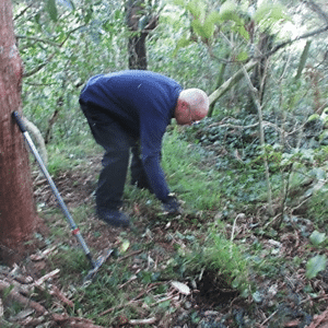 Planting, mulching and watering