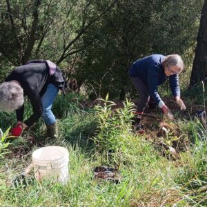 Planting, mulching and watering