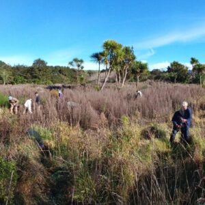 Planting, mulching and watering