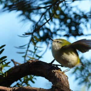 Titipounamu Photo Gavin Klee 24-05-2026 bird BMBG No 50