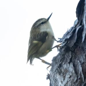Titipounamu Photo Gavin Klee 24-05-2026 bird YMYG No 51