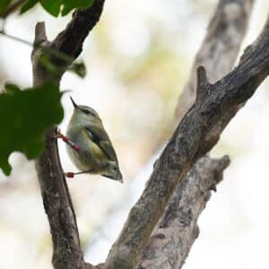 Titipounamu Photo Gavin Klee RMRR No 41