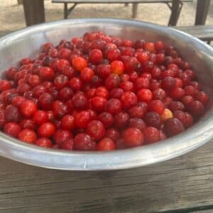Endless supply of plums harvested from the groves of wild growing trees