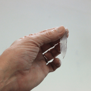 An eel larva (leptocephalus)