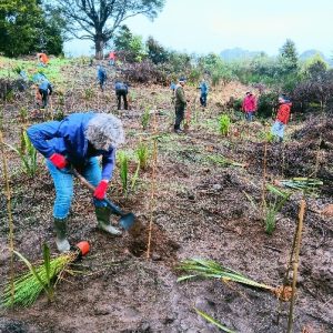 Planting at Kopua